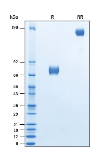 2 μg/lane Protein  was resolved with SDS-PAGE under reducing (R) and non-reducing (NR) conditions and visualized by Coomassie® Blue staining.